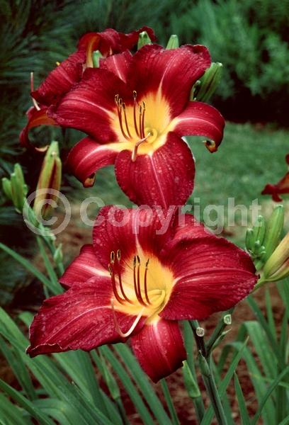 Red blooms; Deciduous; Broadleaf
