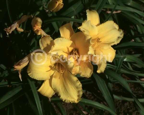 Yellow blooms; Deciduous