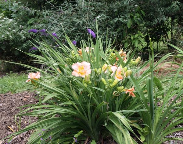 Pink blooms; Deciduous; Broadleaf