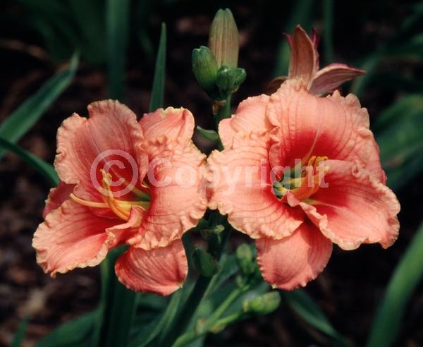 Pink blooms; Deciduous; Broadleaf