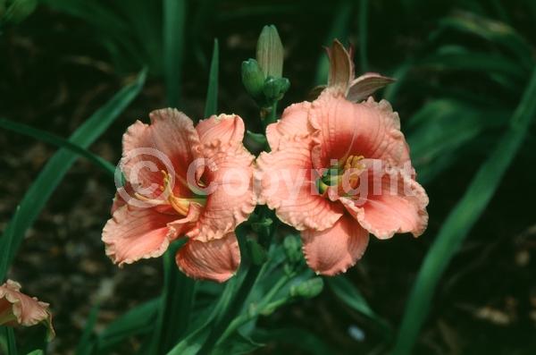 Pink blooms; Deciduous; Broadleaf