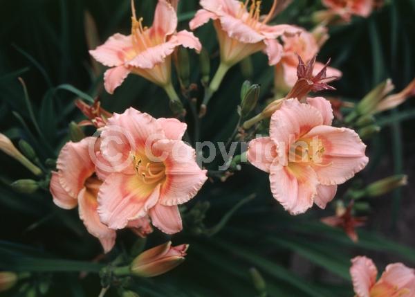 Pink blooms; Deciduous