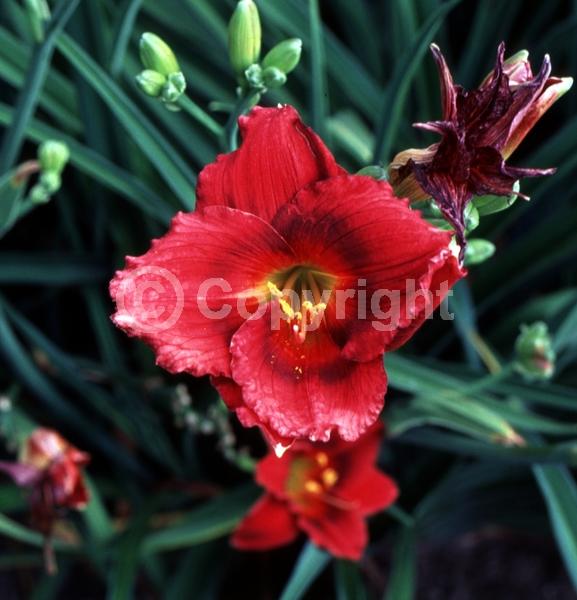 Red blooms; Deciduous