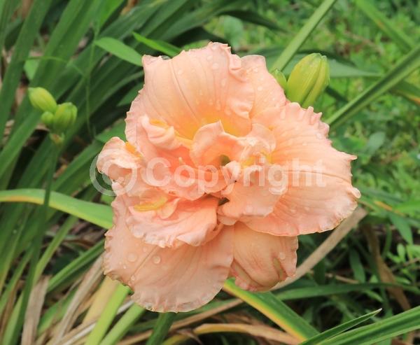 Pink blooms; Deciduous; Broadleaf