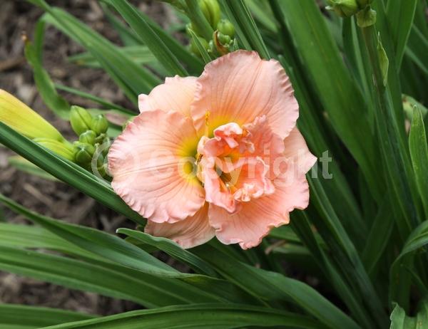 Pink blooms; Deciduous; Broadleaf