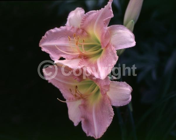 Lavender blooms; Deciduous