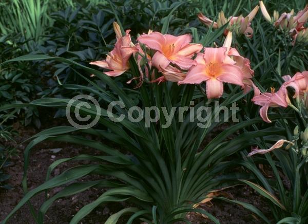 Pink blooms; Deciduous