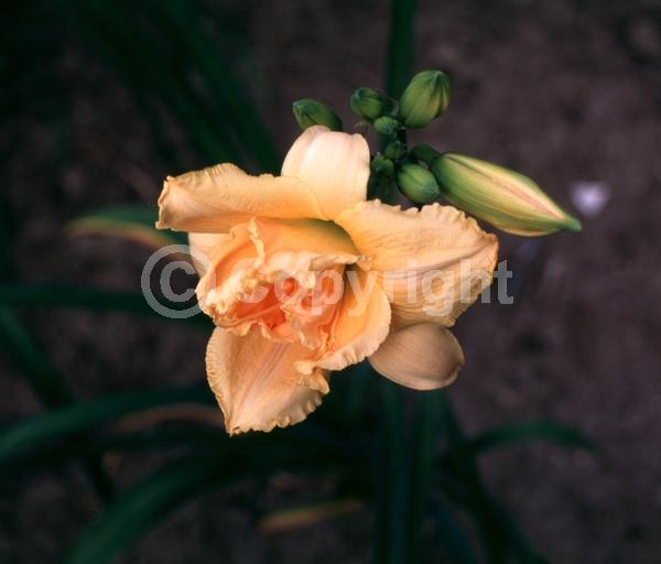 Orange blooms; Deciduous