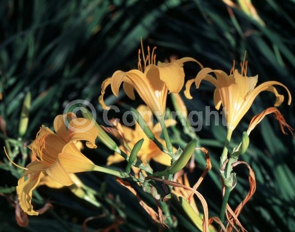 Orange blooms; Deciduous