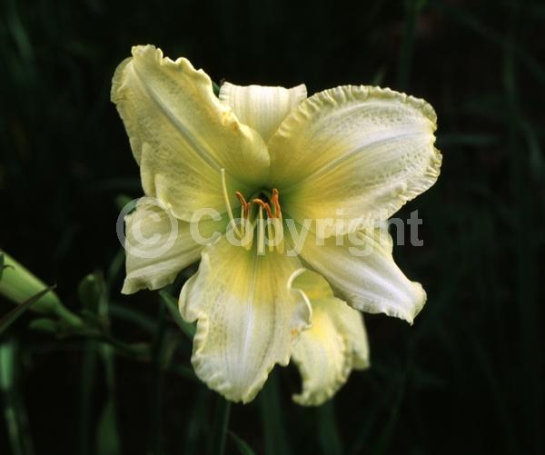 Yellow blooms; Deciduous
