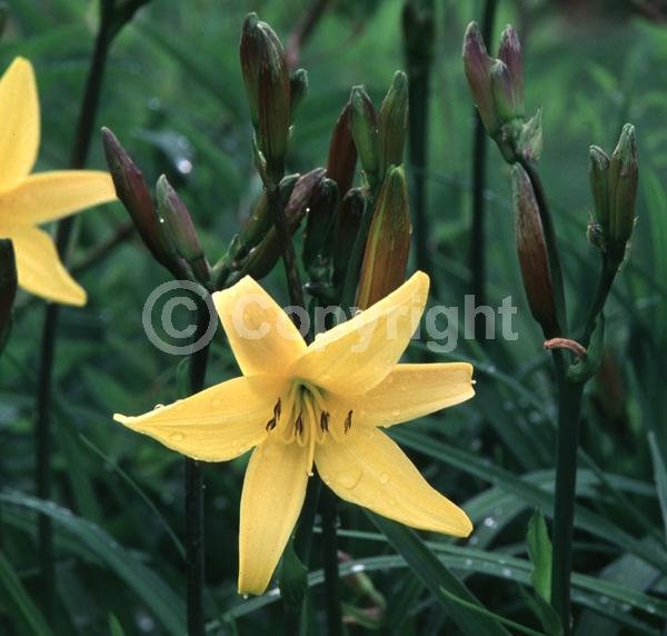 Yellow blooms; Deciduous; Broadleaf