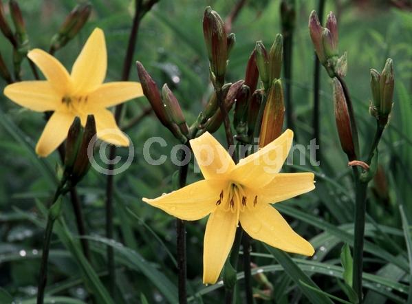 Yellow blooms; Deciduous; Broadleaf