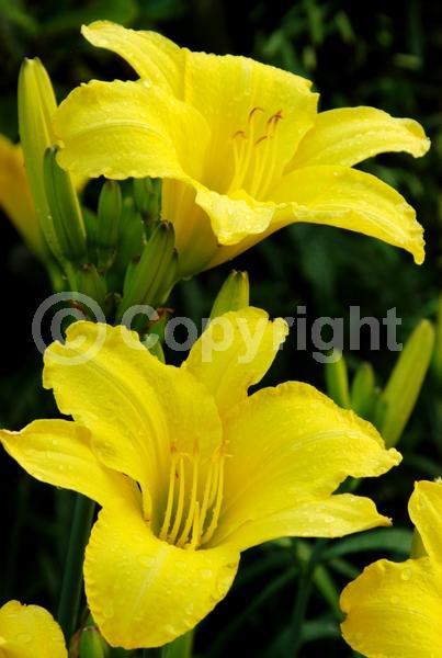 Red blooms; Orange blooms; Yellow blooms; Purple blooms; Pink blooms; Deciduous; Broadleaf