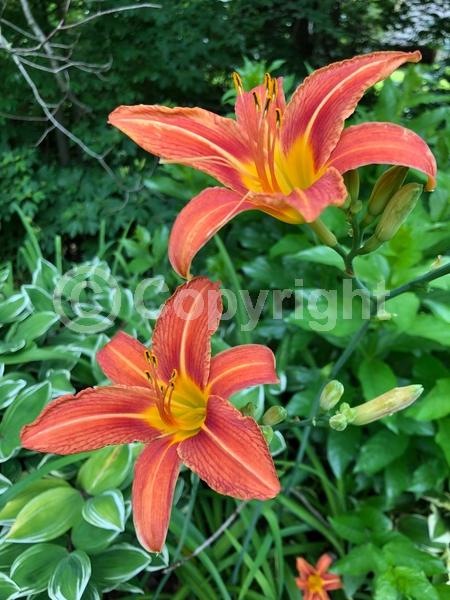 Red blooms; Orange blooms