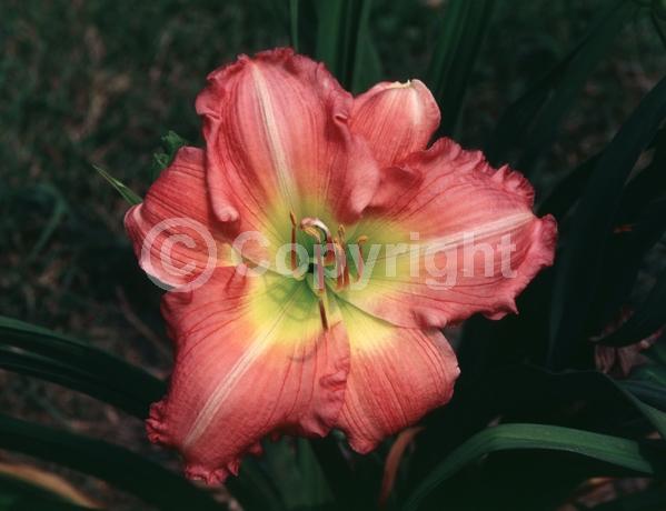 Red blooms; Deciduous; Broadleaf