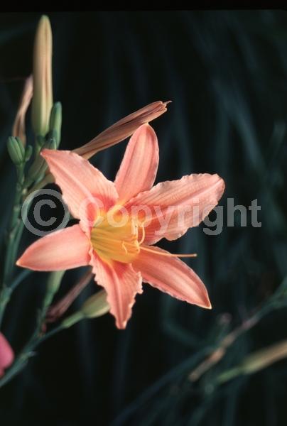 Pink blooms; Deciduous
