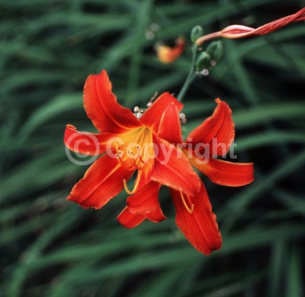 Red blooms; Deciduous