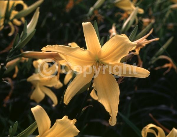 Orange blooms; Deciduous
