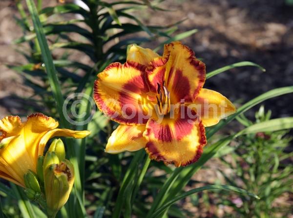 Orange blooms; Purple blooms; Deciduous; Broadleaf