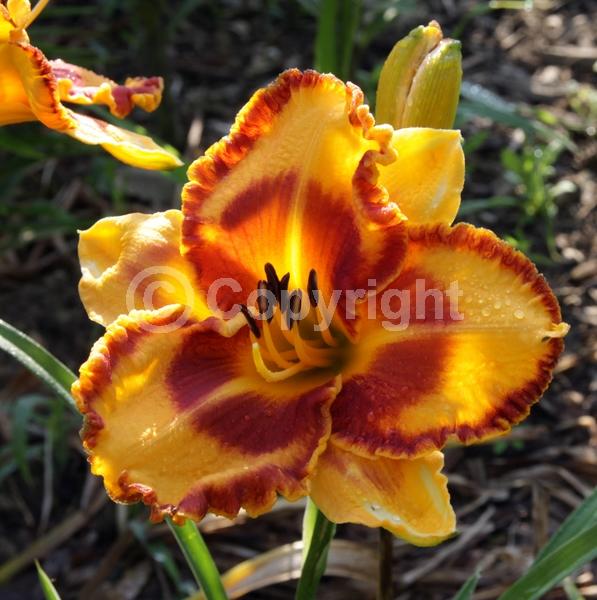 Orange blooms; Purple blooms; Deciduous; Broadleaf