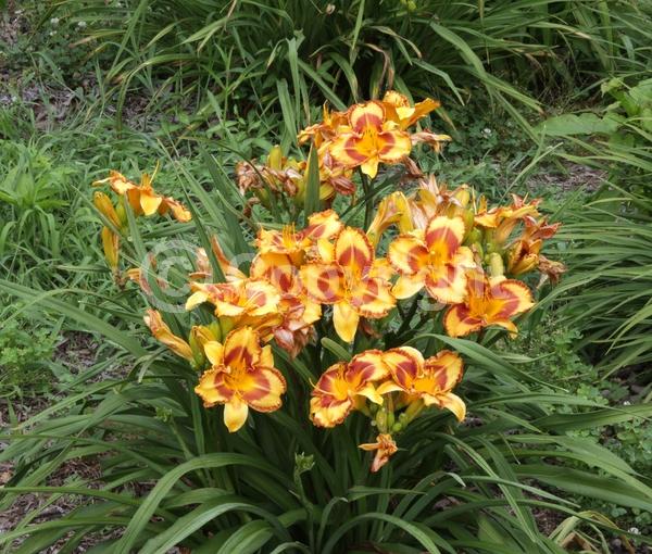 Orange blooms; Purple blooms; Deciduous; Broadleaf