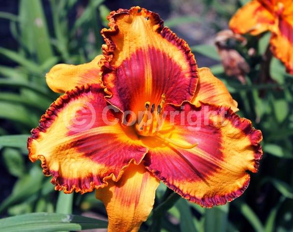 Orange blooms; Purple blooms; Deciduous; Broadleaf