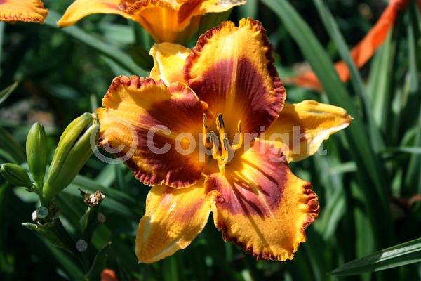 Orange blooms; Purple blooms; Deciduous; Broadleaf