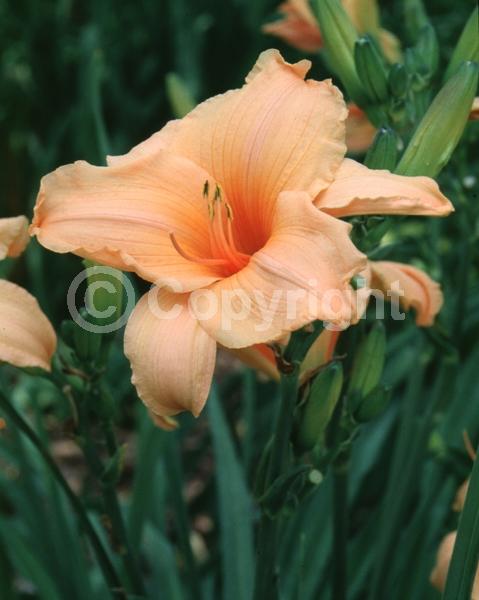 Orange blooms; Deciduous; Broadleaf