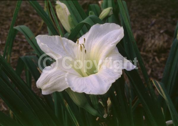White blooms; Deciduous; Broadleaf