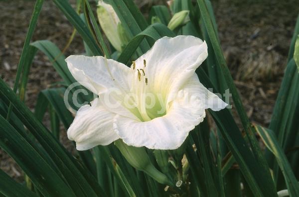 White blooms; Deciduous; Broadleaf