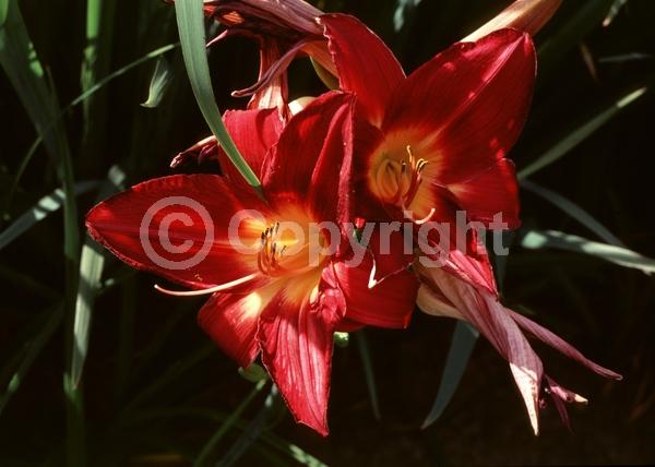 Red blooms; Deciduous
