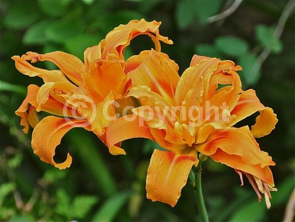 Orange blooms; Deciduous; Broadleaf