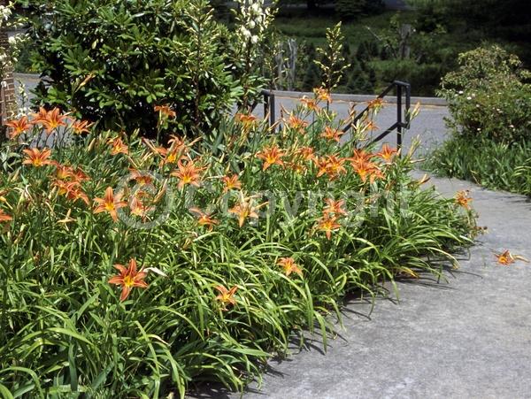 Red blooms; Orange blooms