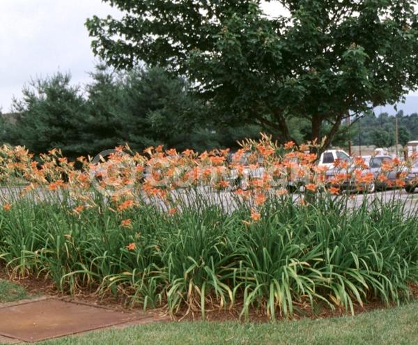 Red blooms; Orange blooms