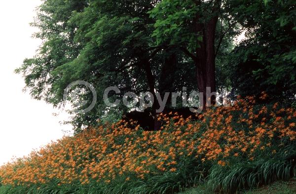 Red blooms; Orange blooms