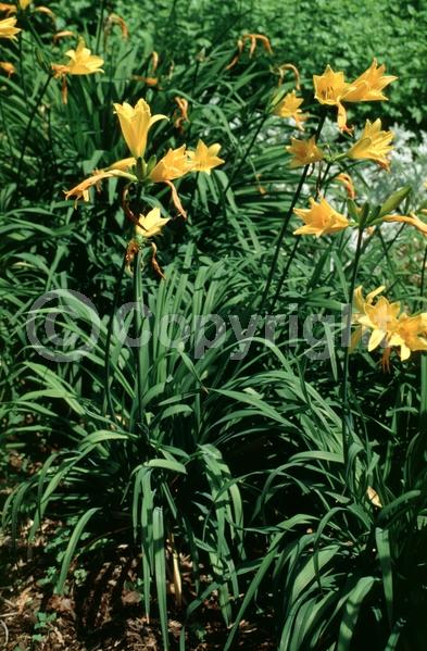 Yellow blooms; Deciduous; Broadleaf