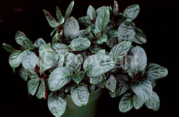 White blooms; Evergreen