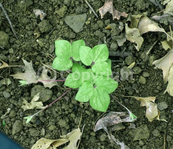 Lavender blooms; Semi-evergreen; North American Native