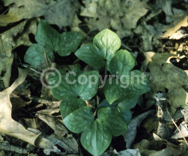 Lavender blooms; Semi-evergreen; North American Native