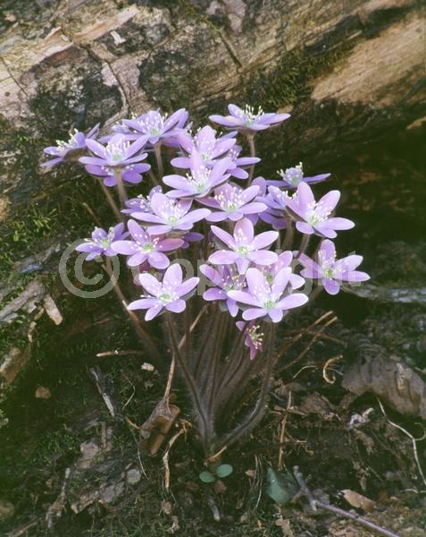 Lavender blooms; Semi-evergreen; North American Native