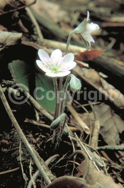 Blue blooms; White blooms; Pink blooms; Semi-evergreen; North American Native