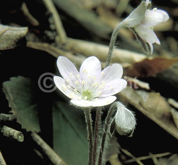 Blue blooms; White blooms; Pink blooms; Semi-evergreen; North American Native