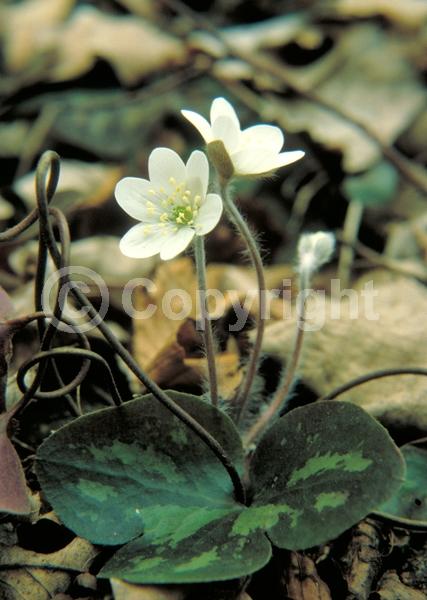 Blue blooms; White blooms; Pink blooms; Semi-evergreen; North American Native