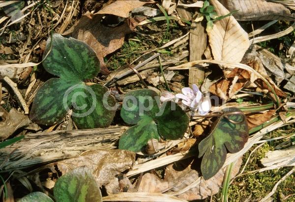 Blue blooms; White blooms; Pink blooms; Semi-evergreen; North American Native