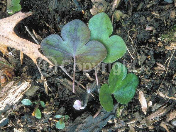 Blue blooms; White blooms; Pink blooms; Semi-evergreen; North American Native