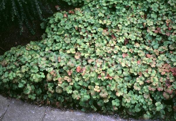 Blue blooms; White blooms; Evergreen