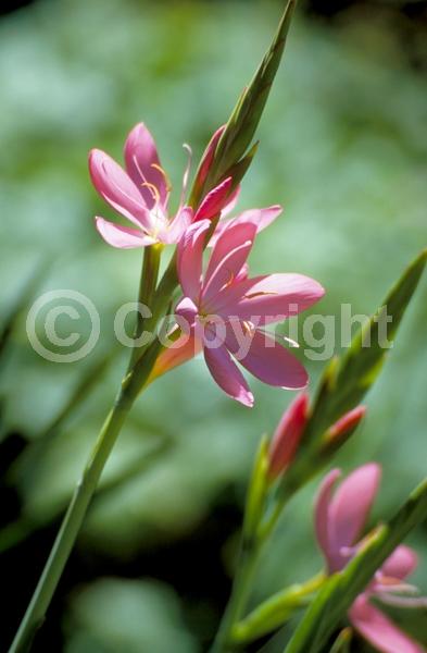 Pink blooms; Deciduous; Broadleaf