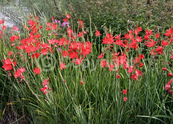 Red blooms; Evergreen; Broadleaf