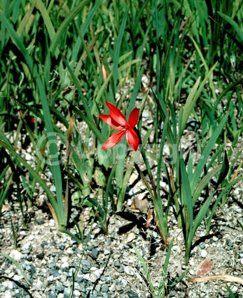 Red blooms; Evergreen; Broadleaf