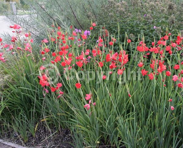 Red blooms; Evergreen; Broadleaf